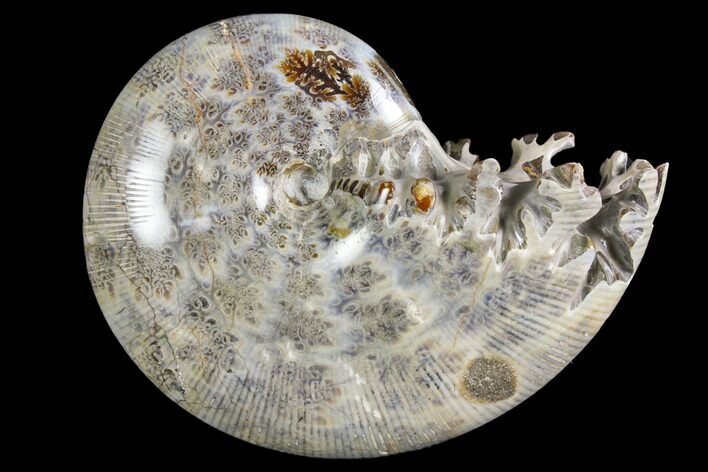 Polished, Agatized Ammonite (Phylloceras?) - Madagascar #149194